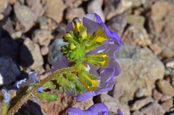 Fremont's Phacelia has a bell-shaped or campanulate to broadly funnelform. Plants are aromatic. Phacelia fremontii 